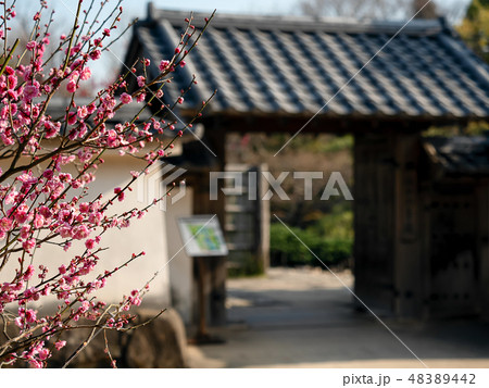 姫路城西御屋敷跡庭園好古園の梅の花　姫路城内にある日本庭園　日本の庭園 48389442