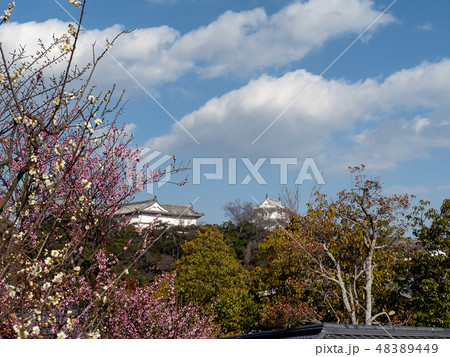 姫路城西御屋敷跡庭園好古園の梅の花 姫路城内にある日本庭園 日本の庭園 姫路城西御屋敷跡庭園好古園の梅の花 姫路城内にある日本庭園 日本の庭園 48389449