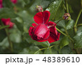 close-up, garden red rose with water drops 48389610