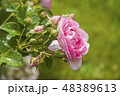 close-up, garden pink rose with water drops 48389613