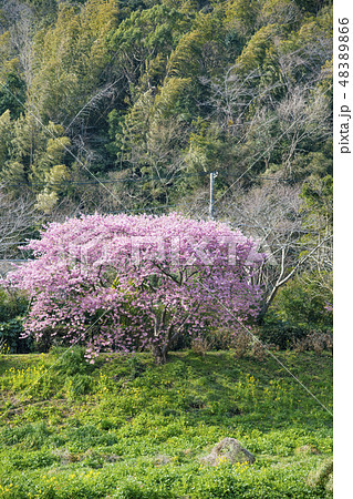 【河津桜　南伊豆町】 48389866