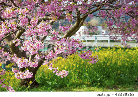 【河津桜 南伊豆町】 【河津桜 南伊豆町】 48389868