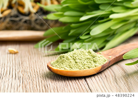 Barley grass powder on a spoon, with fresh grass 48390224