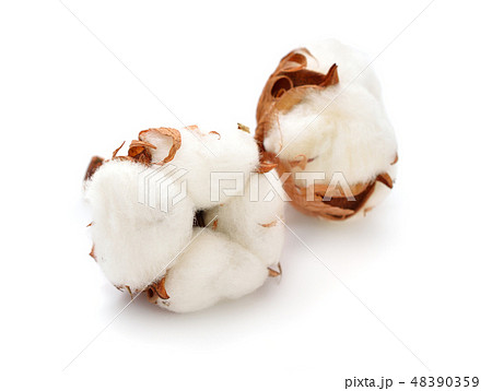 Cotton plant isolated 48390359