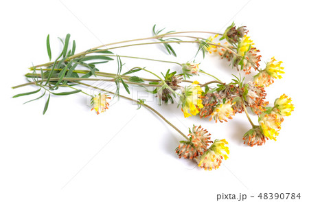 Anthyllis flowers isolated on white background 48390784
