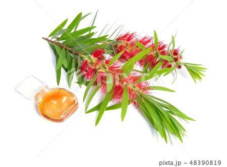 Melaleuca tea tree essential oil with twig Melaleuca tea tree essential oil with twig 48390819