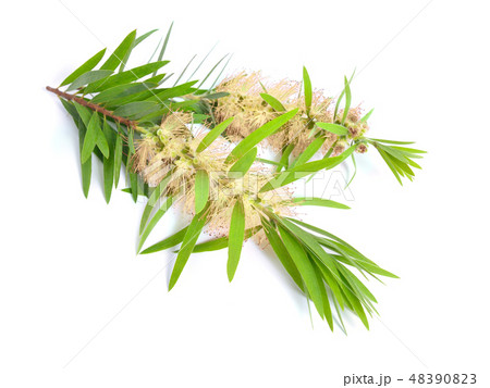 Melaleuca tea tree twig with flowers Melaleuca tea tree twig with flowers 48390823