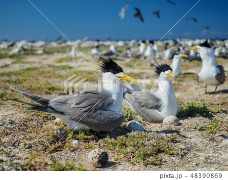 オオアジサシ 48390869