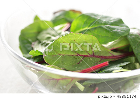 緑色のベビーリーフのミックスサラダ 緑色のベビーリーフのミックスサラダ 48391174