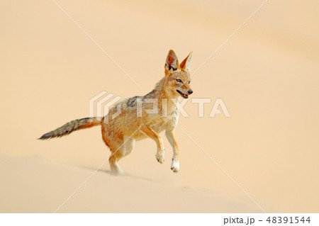 Jackal running on the sand in the Namib desert. 48391544