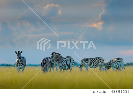 Group of zebras. Burchell's zebra, Equus quagga 48391555