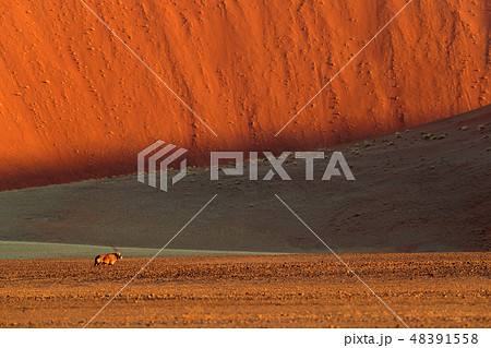 Gemsbok with orange sand dune evening sunset. 48391558
