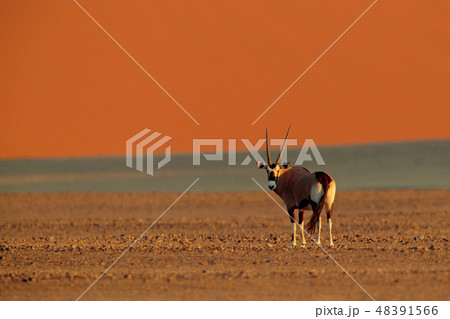 Gemsbok with orange sand dune evening sunset. 48391566