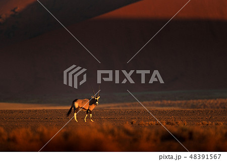 Gemsbok with orange sand dune evening sunset 48391567