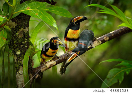 Small toucans in habitat, Collared Aracari 48391583