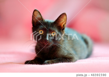Home black cat in the pink. Home black cat in the pink. 48391590