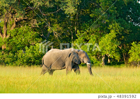 African safari, Elephant in the grass. African safari, Elephant in the grass. 48391592