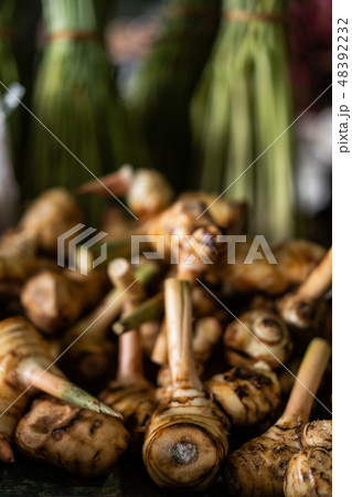 Galangal roots Galangal roots 48392232