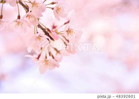 桜　桜の花 48392601