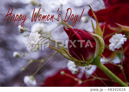 Greeting card with red rose bud for Womens Day Greeting card with red rose bud for Womens Day 48392626