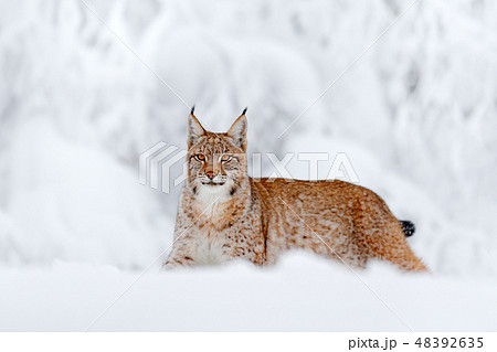 Eurasian Lynx walking in the forest with snow. Eurasian Lynx walking in the forest with snow. 48392635