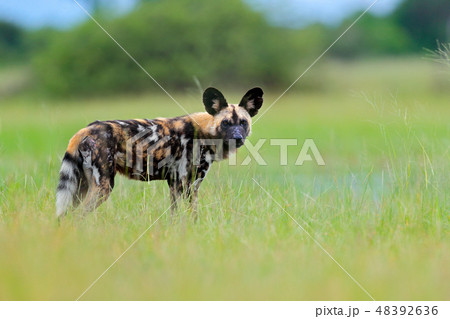 African wild dog, walking in the green grass. African wild dog, walking in the green grass. 48392636