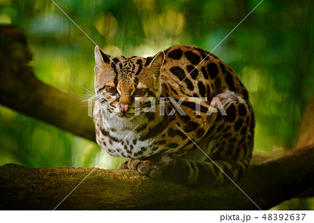 Nice cat margay on the branch in tropical forest. Nice cat margay on the branch in tropical forest. 48392637