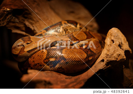 Snake on the tree trunk. Boa constrictor snake. Snake on the tree trunk. Boa constrictor snake. 48392641