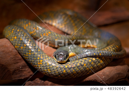 Puffing Snake, Pseustes poecilonotus. 48392642