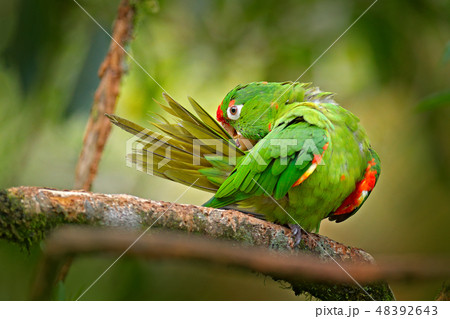Crimson-fronted Parakeet Aratinga 48392643
