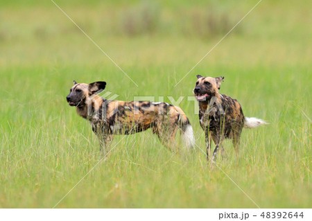 African wild dog, walking in the green grass 48392644