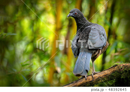 Black Guan, portrait of dark tropical bird 48392645