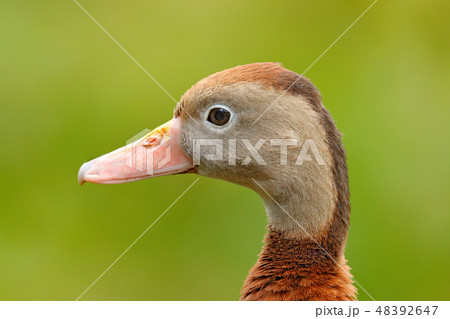 Black-bellied Whistling-Duck Black-bellied Whistling-Duck 48392647