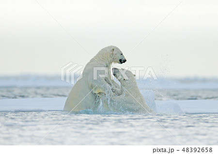 Polars bear fighting in the water. Polars bear fighting in the water. 48392658