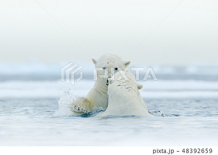 Polar bears dancing on the ice. Polar bears dancing on the ice. 48392659