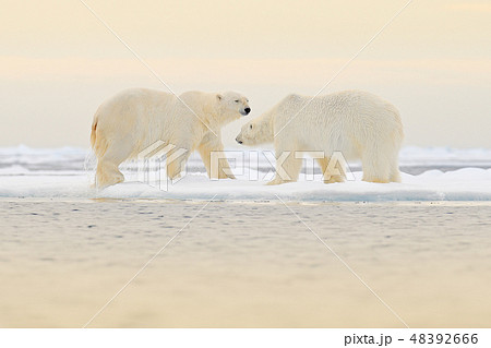 Two Polar bears relaxed on drifting ice with snow 48392666