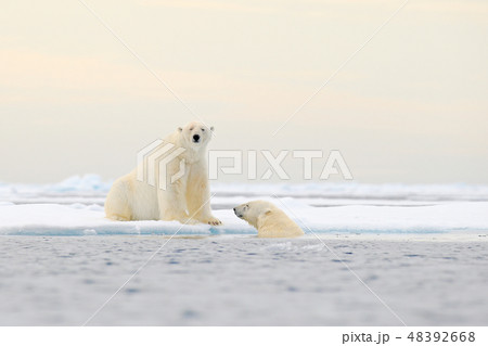 Two Polar bears relaxed on drifting ice with snow Two Polar bears relaxed on drifting ice with snow 48392668