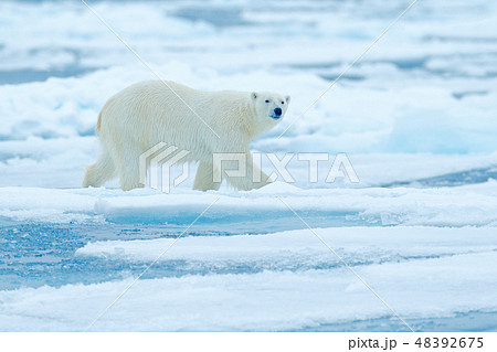 Polar bear on ice edge with snow and water 48392675