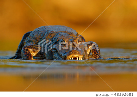 Yacare Caiman, crocodile in the mud Yacare Caiman, crocodile in the mud 48392681