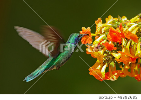 Hummingbird with red bloom forest habitat. Hummingbird with red bloom forest habitat. 48392685