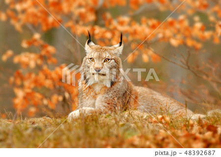 Lynx in orange autumn forest. 48392687