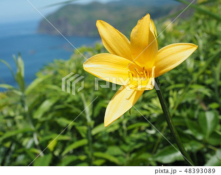 【北海道】礼文島西海岸のエゾカンゾウ 48393089