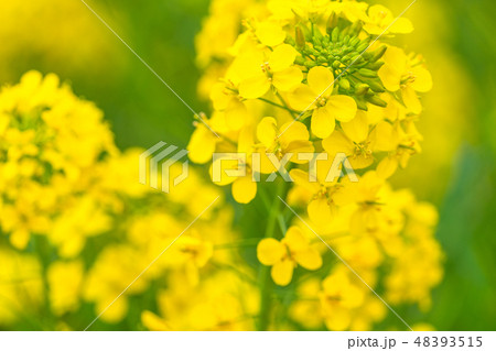 菜の花・春イメージ 菜の花・春イメージ 48393515