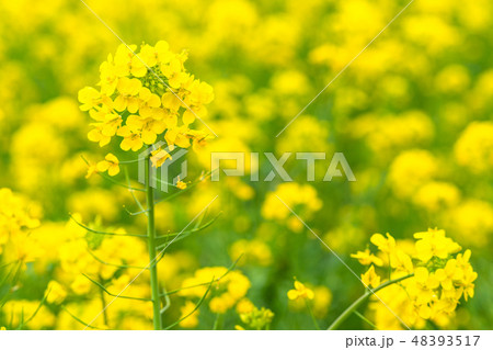 菜の花・春イメージ 菜の花・春イメージ 48393517
