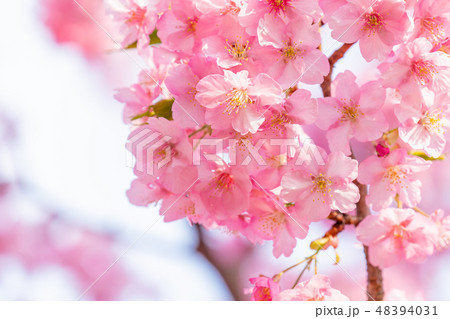 満開の河津桜【静岡県・河津町にて撮影】 48394031