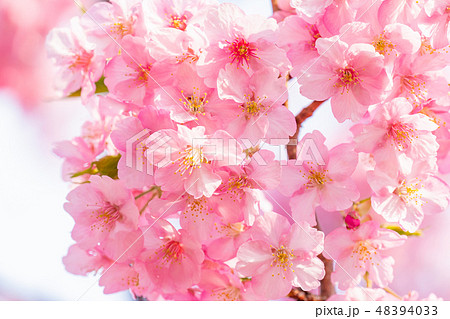 満開の河津桜【静岡県・河津町にて撮影】 48394033