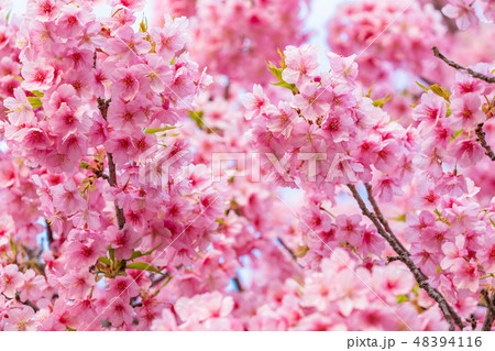 満開の河津桜【静岡県・河津町にて撮影】 満開の河津桜【静岡県・河津町にて撮影】 48394116