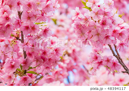 満開の河津桜【静岡県・河津町にて撮影】 満開の河津桜【静岡県・河津町にて撮影】 48394117