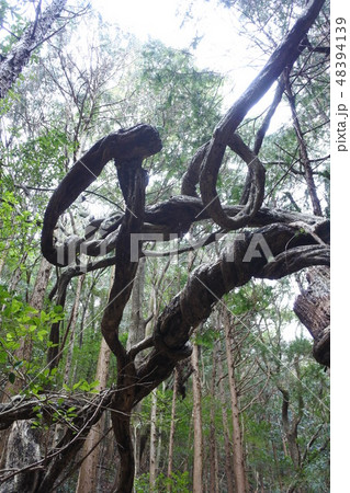絡みついて宿り木もろとも枯れた木 48394139