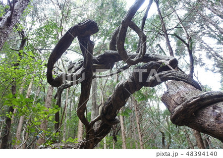 絡みついて宿り木もろとも枯れた木の写真素材